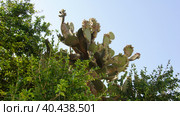 Кактус в ботаническом саду Арготти в Флориане. Валлетта. Мальта. (Cactus in Argotti Botanic Gardens in Floriana. Valletta. Malta.) (2018 год). Стоковое фото, фотограф Igor Bakirov / Фотобанк Лори