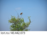 a hawk sitting on a tree in a field. Стоковое фото, фотограф Олег Спиридонов / Фотобанк Лори