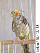 wet bird, wet cockatiel after swimming. Стоковое фото, фотограф Олег Спиридонов / Фотобанк Лори