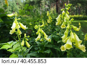 Digitalis lutea, the straw foxglove or small yellow foxglove, is a species of flowering plant in the plantain family Plantaginaceae. Multiple yellow bell-shaped flowers. A plant for a shady flower bed. Стоковое фото, фотограф Юлия Петровская / Фотобанк Лори