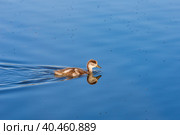 During the day, ducklings swim in the pond under the supervision of a duck. Стоковое фото, фотограф Юрий Поздников / Фотобанк Лори