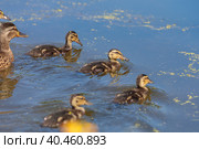 During the day, ducklings swim in the pond under the supervision of a duck. Стоковое фото, фотограф Юрий Поздников / Фотобанк Лори