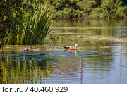 During the day, ducklings swim in the pond under the supervision of a duck. Стоковое фото, фотограф Юрий Поздников / Фотобанк Лори