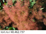 Cotinus coggygria, syn. Rhus cotinus, the European smoketree, Eurasian smoketree, smoke tree, smoke bush, Venetian sumach, or dyer's sumach, is a species of flowering plant in the family Anacardiaceae. Стоковое фото, фотограф Юлия Петровская / Фотобанк Лори
