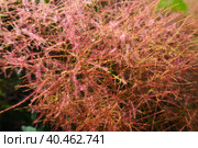 Cotinus coggygria, syn. Rhus cotinus, the European smoketree, Eurasian smoketree, smoke tree, smoke bush, Venetian sumach, or dyer's sumach, is a species of flowering plant in the family Anacardiaceae. Стоковое фото, фотограф Юлия Петровская / Фотобанк Лори