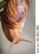A large snail crawls across the glass table, wiggling its antennae. Стоковое фото, фотограф Юрий Поздников / Фотобанк Лори