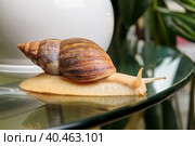 A large white snail crawls across the glass table, wiggling its antennae. Стоковое фото, фотограф Юрий Поздников / Фотобанк Лори