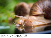 A large white snail crawls across the glass table, wiggling its antennae. Стоковое фото, фотограф Юрий Поздников / Фотобанк Лори