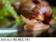 A large snail crawls across the glass table, wiggling its antennae. Стоковое фото, фотограф Юрий Поздников / Фотобанк Лори