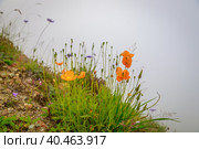 Orange wild poppy flowers grow in the mountains. Fog. Стоковое фото, фотограф Юрий Поздников / Фотобанк Лори