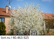 Large blooming bird cherry in the spring against the backdrop of a building in the garden. Стоковое фото, фотограф Юрий Поздников / Фотобанк Лори