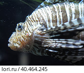 Red Lion Fish  in the Water. Стоковое фото, фотограф Анна Кривицкая / Фотобанк Лори