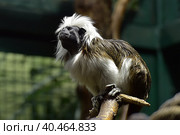 Cotton-top tamarin, Saguinus o.oedipus climbs clumsily in branches. Стоковое фото, фотограф Анна Кривицкая / Фотобанк Лори