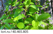 Лиана лимонника китайского, Schisandra chinensis. Концепция натуральных веществ для укрепления здоровья. весенние побеги лемонграсса. Стоковое видео, видеограф Светлана Акифьева / Фотобанк Лори