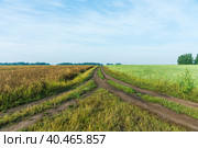 Дорога разделяющая поля с фасолью и овсом. Сельский пейзаж. Сельское хозяйство. Стоковое фото, фотограф Андрей Пустякин / Фотобанк Лори