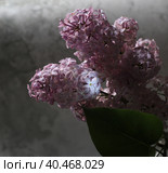 Цветы сирени. Стоковое фото, фотограф Яна Королёва / Фотобанк Лори