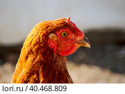Голова рыжей курицы крупным планом. Стоковое фото, фотограф Светлана Качанова / Фотобанк Лори