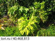 Hogweed, Cow Parsnip, Heracleum sphodylium. One of our favourite wild foods with three edible crops but because of the phototoxicity of Giant Hogweed, Heracleum mantegazzianum, you can be wary of it. Стоковое фото, фотограф Юлия Петровская / Фотобанк Лори