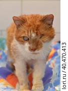 Ginger cat with an eyesore at an animal shelter. Стоковое фото, фотограф Анна Кривицкая / Фотобанк Лори