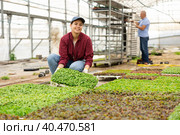 Smiling female gardener swaps pallets with young deren seedlings for full formation of plant. Стоковое фото, фотограф Яков Филимонов / Фотобанк Лори