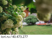 Decorative viburnum Buldenezh or Snow globe (Latin Viburnum opulus var sterile) on the background of the palace of Tsar Alexei Mikhailovich in Kolomenskoye. Russia, Moscow, May 2023. Стоковое фото, фотограф Photojuli / Фотобанк Лори