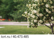 Decorative viburnum Buldenezh or Snow globe (Latin Viburnum opulus var sterile). Стоковое фото, фотограф Photojuli / Фотобанк Лори