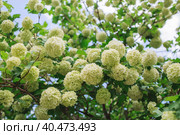 Decorative viburnum Buldenezh or Snow globe (Latin Viburnum opulus var sterile). Стоковое фото, фотограф Photojuli / Фотобанк Лори