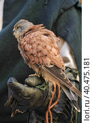 Kestrel perched on falconers glove. Стоковое фото, фотограф Анна Кривицкая / Фотобанк Лори