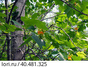 Blooming liriodendron tulipifera tulip tree. Стоковое фото, фотограф Irina Opachevsky / Фотобанк Лори