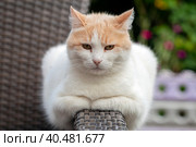 Белая кошка породы турецкий Ван сидит крупным планом на улице. Стоковое фото, фотограф Андрей Канышев / Фотобанк Лори