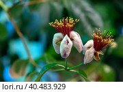 Feijoa  flower closeup. Стоковое фото, фотограф Анна Кривицкая / Фотобанк Лори