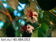 Feijoa  flower closeup. Стоковое фото, фотограф Анна Кривицкая / Фотобанк Лори