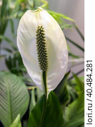 A closeup of a single petal white flower called Peace Lilly. Стоковое фото, фотограф Анна Кривицкая / Фотобанк Лори