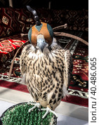 Portrait of a Saker Falcon Hooded Close-up. Стоковое фото, фотограф Iva Noel / Фотобанк Лори