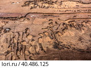 Traces of a pest on a tree bark closeup. Damaged wood by bark beetle. Стоковое фото, фотограф Iva Noel / Фотобанк Лори