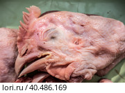 Food background of raw chicken heads. Cat food. Стоковое фото, фотограф Iva Noel / Фотобанк Лори