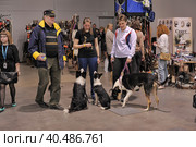 A visitor with dogs at the White Nights exhibition. Стоковое фото, фотограф Анна Кривицкая / Фотобанк Лори