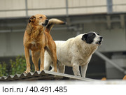 A pack of dogs on the roof in an industrial zone. Стоковое фото, фотограф Анна Кривицкая / Фотобанк Лори