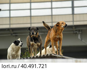 A pack of dogs on the roof in an industrial zone. Стоковое фото, фотограф Анна Кривицкая / Фотобанк Лори