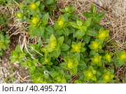 Green flowers of Myrtle Euphorbia myrsinites. The myrtle spurge, blue spurge or broad leaved glaucous spurge. Стоковое фото, фотограф Ольга Сейфутдинова / Фотобанк Лори
