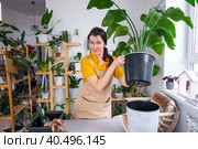 Repotting home plant strelitzia nicolai into new pot big basket, roots came out of pot through the bottom. Woman in an apron caring for a potted plant, strelitzia reginae. Стоковое фото, фотограф Ольга Симонова / Фотобанк Лори