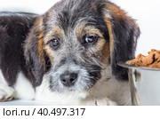 Shaggy wire-haired puppy looks at a bowl with food close-up. Стоковое фото, фотограф Артем Курутин / Фотобанк Лори