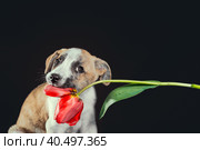 Piebald puppy keeping in teeth a tulip flower at dark background. Стоковое фото, фотограф Артем Курутин / Фотобанк Лори