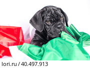 black cane corso puppy gnaws an italian flag. Стоковое фото, фотограф Артем Курутин / Фотобанк Лори
