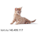 bright red kitten standing and looking right on a white background. Стоковое фото, фотограф Артем Курутин / Фотобанк Лори