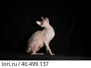 pink hairless sphinx purebred cat lying on black velvet on a dark background. Стоковое фото, фотограф Артем Курутин / Фотобанк Лори