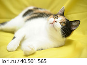 Young playful three-color female cat. Стоковое фото, фотограф Анна Кривицкая / Фотобанк Лори