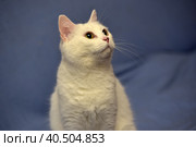 White albino cat. Стоковое фото, фотограф Анна Кривицкая / Фотобанк Лори