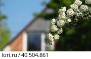 A blooming branch with white flowers sways in the wind against the background of the house. Стоковое видео, видеограф Александр Кротков / Фотобанк Лори