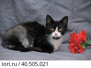 White and black cat with a red flower. Стоковое фото, фотограф Анна Кривицкая / Фотобанк Лори